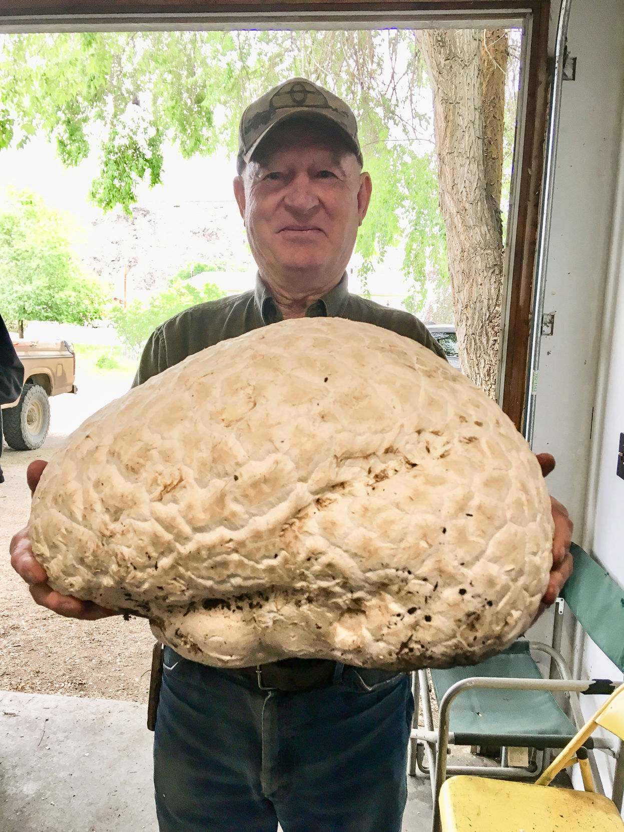 mushroom